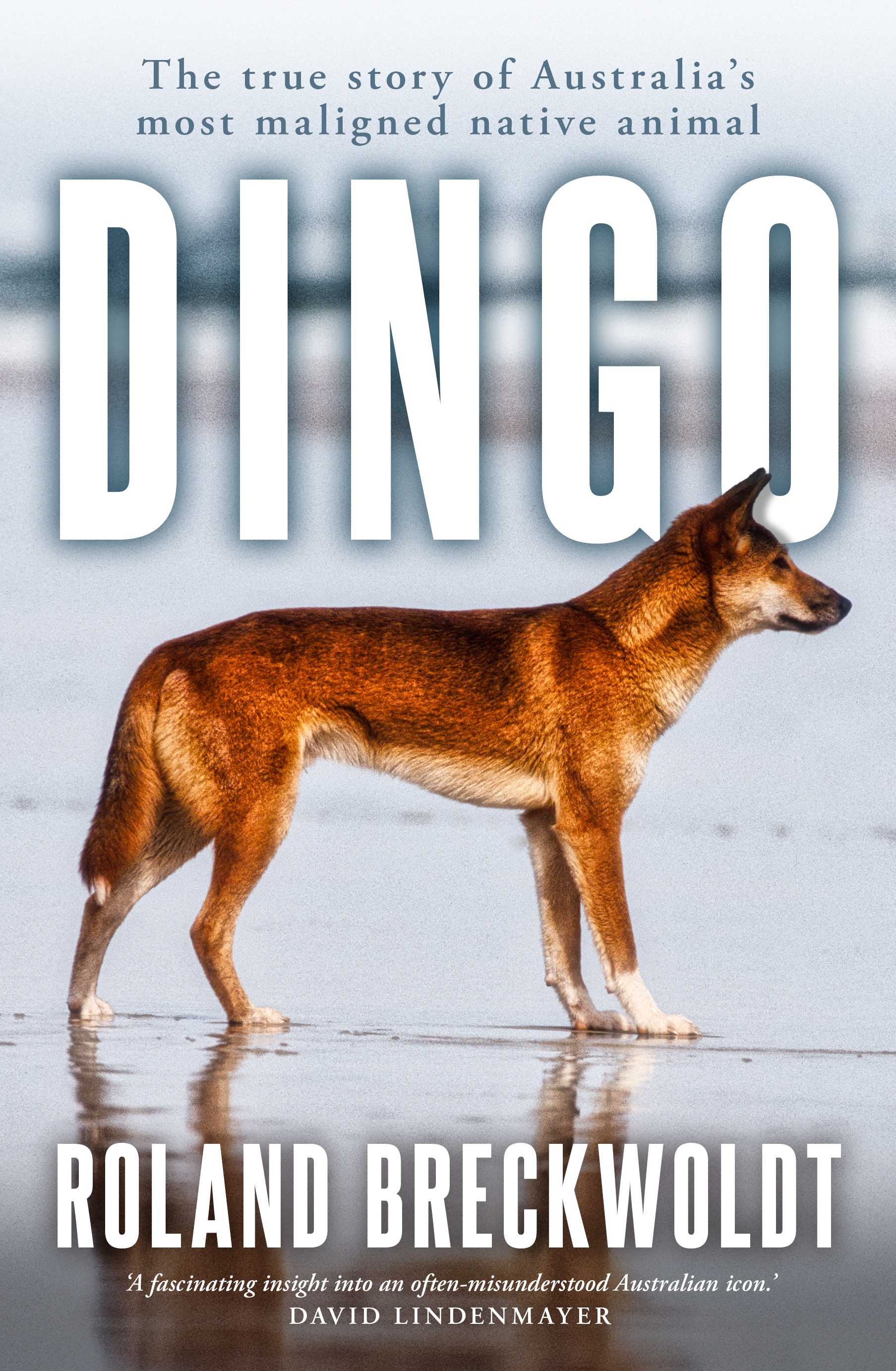 Dingo
